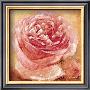 Rose Garden, A Glimpse by Gabor Barthez Limited Edition Print