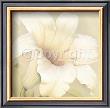 Lilium Famosa by Annemarie Peter-Jaumann Limited Edition Print