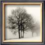 Winter Grove by Ilona Wellmann Limited Edition Print