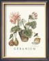 Geraniums by Victoria Morland Limited Edition Print