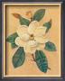Magnolia Grandiflora by Lee Jamieson Limited Edition Pricing Art Print