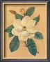 Magnolia Grandiflora by Lee Jamieson Limited Edition Print