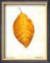 Beech Leaf by Meg Page Limited Edition Pricing Art Print
