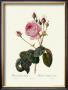 Centifolia Bullata by Pierre-Joseph Redoute Limited Edition Print
