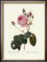 Centifolia Bullata by Pierre-Joseph Redoute Limited Edition Pricing Art Print