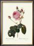 Centifolia Bullata by Pierre-Joseph Redoutã© Limited Edition Print