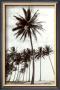 Manzanilla Point Palms by Evelyn Barnes Limited Edition Print