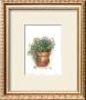 Potted Herbs, Oregano by Julia Crainer Limited Edition Pricing Art Print