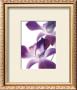 Purple Orchid I by Annemarie Peter-Jaumann Limited Edition Pricing Art Print