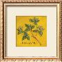 Oregano by Kate Mcrostie Limited Edition Pricing Art Print