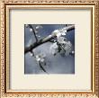 Cherry Blossoms I by Heather Johnston Limited Edition Print