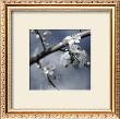 Cherry Blossoms I by Heather Johnston Limited Edition Pricing Art Print