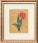 Parrot Tulip by Lee Jamieson Limited Edition Pricing Art Print