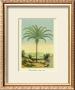 Maximiliana Palm by Ch. Lemaire Limited Edition Pricing Art Print