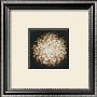 Chrysanthemum by Melissa Springer Limited Edition Pricing Art Print