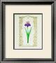 German Iris by Eva Komura Limited Edition Pricing Art Print