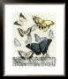 Butterfly Habitat Ii by Jennifer Goldberger Limited Edition Print