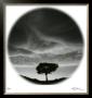 Sunlit Tree by Ken Paul Limited Edition Print