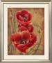 Poppy Passion I by Elaine Vollherbst-Lane Limited Edition Pricing Art Print