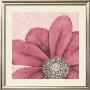 Grandiflora Vi by Linda Wood Limited Edition Print