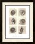 Shell Composition by Graeme Harris Limited Edition Print