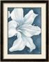 Wistful Lily Ii by Kaye Lake Limited Edition Print