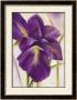 Purple Blossom I by Caroline Wenig Limited Edition Print
