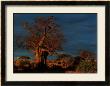 Tanzania by Francois Savigny Limited Edition Pricing Art Print