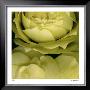 Buzzy's Roses by Pip Bloomfield Limited Edition Pricing Art Print
