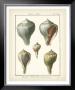 Volute Shells, Pl.390 by Denis Diderot Limited Edition Pricing Art Print