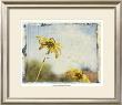 Blackeyes Susans Ii by Meghan Mcsweeney Limited Edition Pricing Art Print