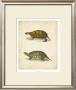 Turtle Duo I by J.W. Hill Limited Edition Print