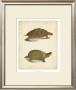 Turtle Duo Iv by J.W. Hill Limited Edition Print