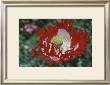 Raglin Red Poppy by Meg Mccomb Limited Edition Pricing Art Print