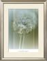 Flaura Ii by W. Blake Limited Edition Pricing Art Print