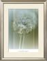 Flaura Ii by W. Blake Limited Edition Print