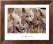 Tundra Summit by Carl Brenders Limited Edition Print