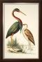 Water Birds Iii by H. L. Meyer Limited Edition Pricing Art Print
