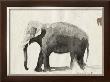 The Elephant by Marc Lacaze Limited Edition Print