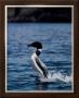 Female Loon by John Pezzenti Jr Limited Edition Print