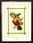 Rain Forest Toucan I by Jean-Theodore Descourtiz Limited Edition Print