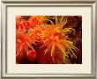 Orange Anemone, Ito Sea by Charles Glover Limited Edition Pricing Art Print