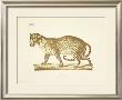 Leopard by Georg August Goldfuss Limited Edition Print