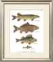 River Fish Teaching Chart by Deyrolle Limited Edition Pricing Art Print