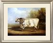 Prize Bull by William Davis Limited Edition Pricing Art Print