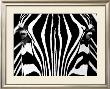 Black & White I (Zebra) by Rocco Sette Limited Edition Pricing Art Print