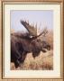 Moose Closeup by Ken Archer Limited Edition Print