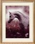Silver Stallion by Dominique Cognee Limited Edition Print