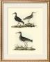 Selby Sandpipers Ii by John Selby Limited Edition Print