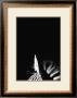 Zebra Ii by Tim Flach Limited Edition Pricing Art Print